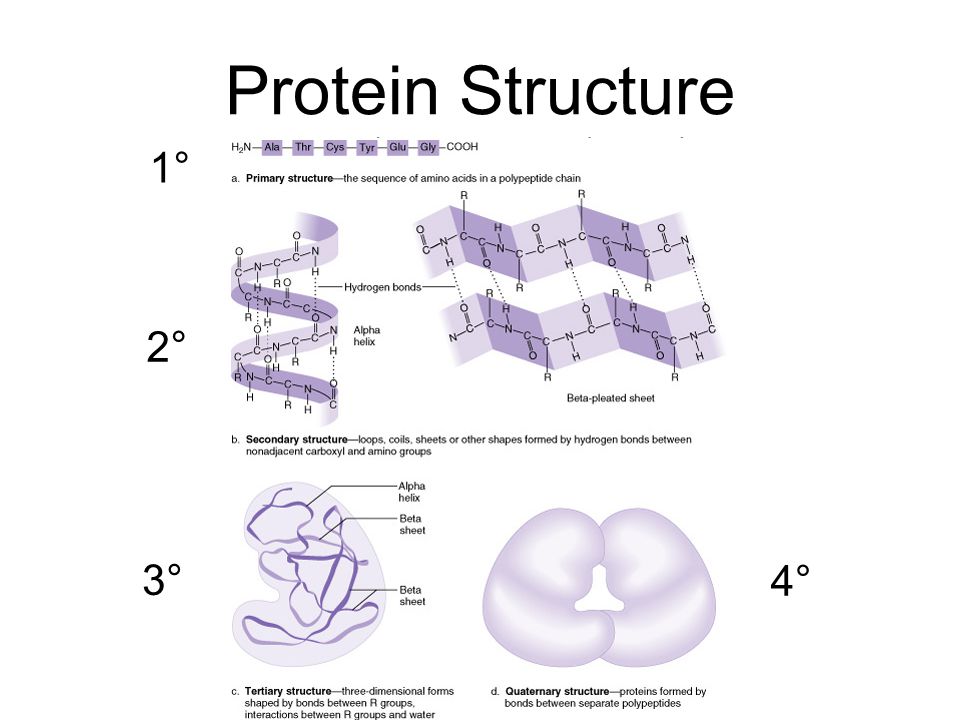 protein structure homework protein structure homework